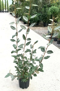 ELAEAGNUS x ebbingei