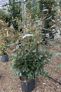 ELAEAGNUS x ebbingei