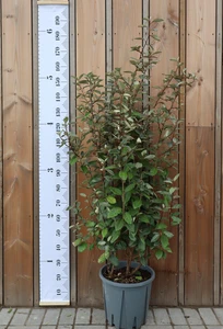 ELAEAGNUS x ebbingei