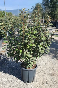 ELAEAGNUS x ebbingei 'Compacta'