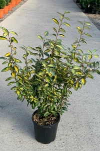 ELAEAGNUS x ebbingei 'Limelight'