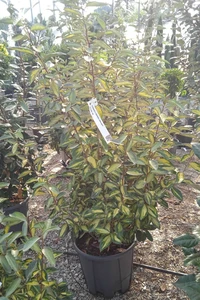 ELAEAGNUS x ebbingei 'Limelight'