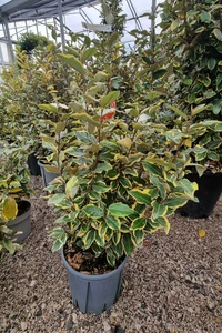 ELAEAGNUS x ebbingei 'Viveleg'