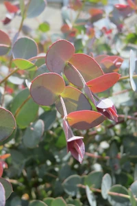 EUCALYPTUS gunnii