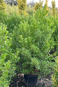 EUONYMUS japonicus