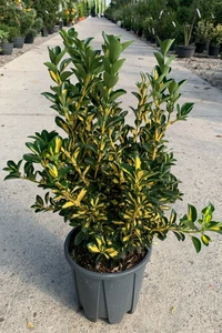 EUONYMUS japonicus 'Aureus'