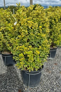 EUONYMUS japonicus 'Aureus'