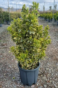 EUONYMUS japonicus 'Bravo'