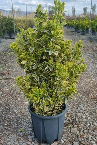 EUONYMUS japonicus 'Bravo'