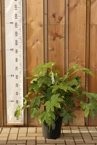 FATSIA japonica