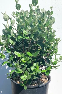 FEIJOA sellowiana