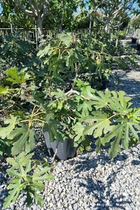 Ficus carica 'Dalmatie' (FIG)