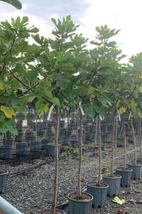 Ficus carica 'Marseilles' (FIG)