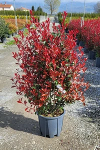 PHOTINIA x fraseri 'Carre Rouge'