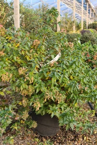 ABELIA x grandiflora 'Compacta'