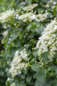 HYDRANGEA petiolaris