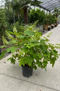 HYDRANGEA quercifolia 'Snowflake'