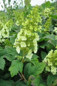 HYDRANGEA quercifolia 'Snow Queen'