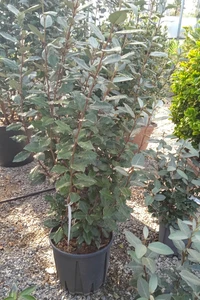 ELAEAGNUS x ebbingei 'Compacta'