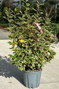 ELAEAGNUS x ebbingei 'Viveleg'