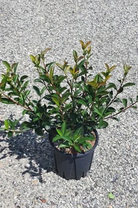 PHOTINIA x fraseri 'Carre Rouge'