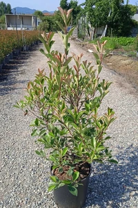 PHOTINIA x fraseri 'Pink Marble'