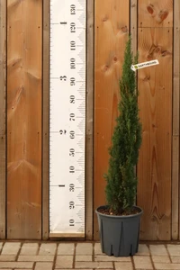 CUPRESSUS sempervirens 'Totem Pole'