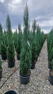 JUNIPERUS scopulorum 'Blue Arrow'