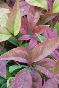 NANDINA domestica 'Blush Pink'