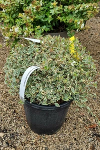 ABELIA x grandiflora 'Confetti'