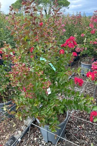 LAGERSTROEMIA indica 'Carolina Beauty'