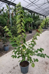 CERCIS canadensis 'Pink Pom Poms'