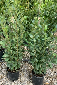 LAURUS nobilis