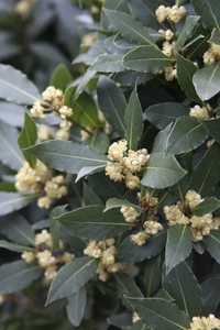 LAURUS nobilis