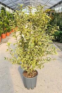 LIGUSTRUM lucidum 'Excelsum Superbum'