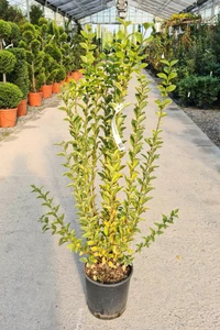 LIGUSTRUM ovalifolium 'Aureum'