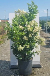 LIGUSTRUM japonicum 'Texanum'