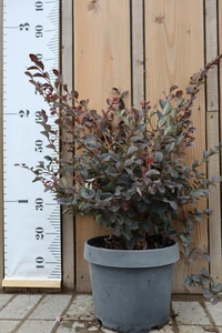 LOROPETALUM chinense 'Black Pearl'