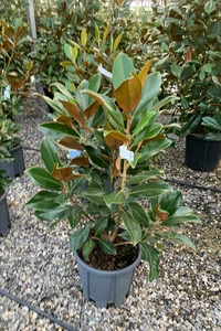 MAGNOLIA grandiflora 'Galissonniere'