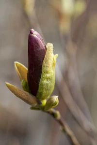 MAGNOLIA liliiflora 'Nigra'