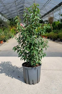 PRUNUS lusitanica 'Myrtifolia'