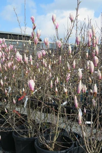 MAGNOLIA X soulangeana