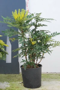 MAHONIA x media 'Charity'