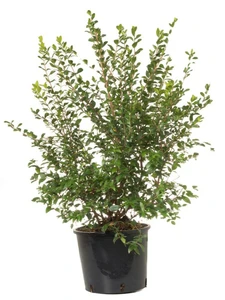 MYRTUS communis