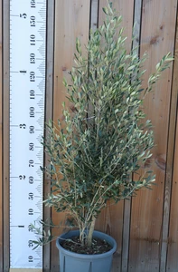 OLEA europaea 'Cipressino'