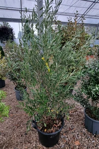 OLEA europaea 'Cipressino'