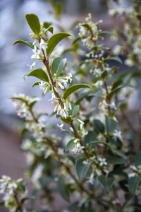 OSMANTHUS x burkwoodii