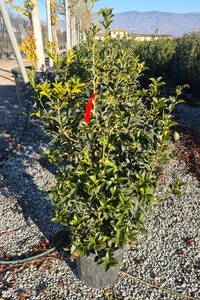 OSMANTHUS X fortunei