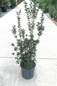 OSMANTHUS heterophyllus