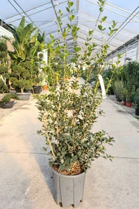 OSMANTHUS heterophyllus